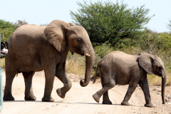 Etosha Elephant