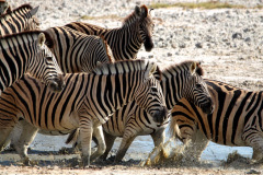 Etosha Zebra