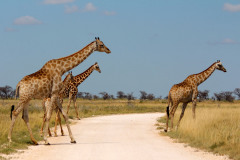 Etosha Traffic Jam