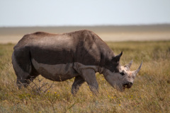 Etosha Rhino
