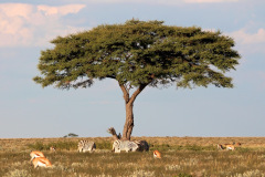This is Africa