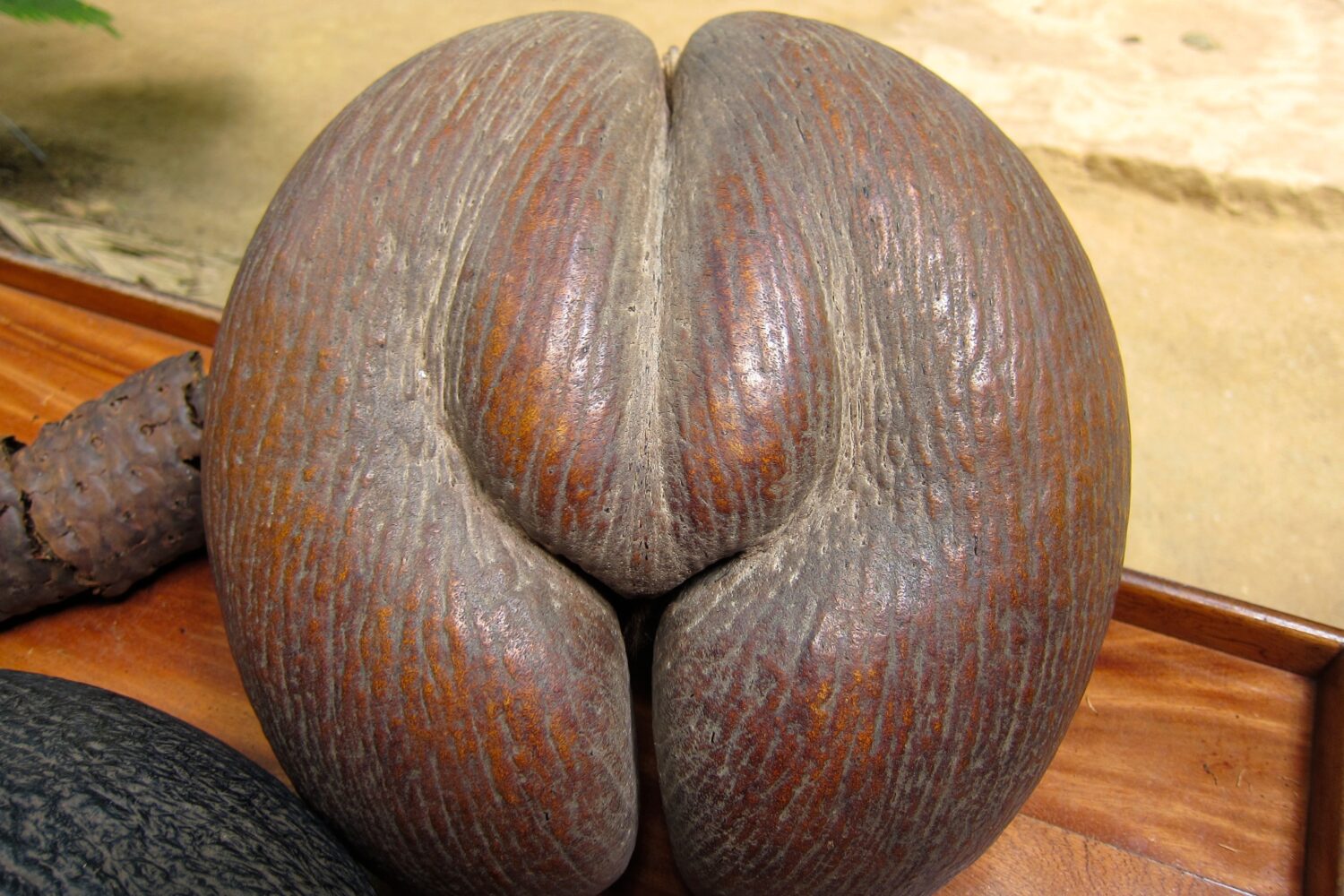 coco de mer
